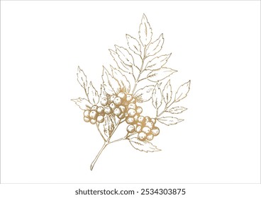 Line drawing illustration of nuts, branches and leaves, autumn and winter plants, golden vector