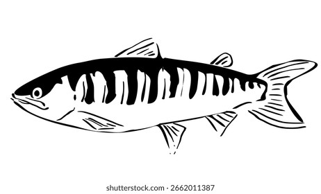 Line drawing illustration of salmon