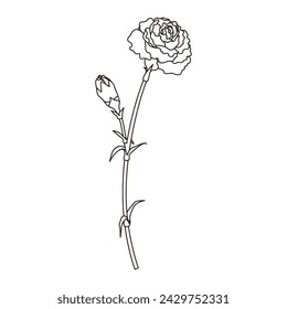 Line drawing illustration of a single carnation, icon, vector