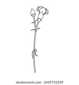 Line drawing illustration of a single carnation, icon, vector