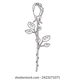 Line drawing illustration of a single rose, bud rose vector