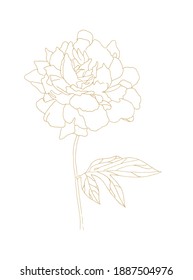 Dibujo de líneas Ilustración de un solo tallo de una flor Peony