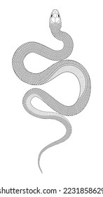 Line drawing illustration of a snake