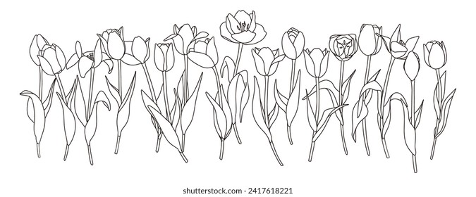 Line drawing illustration of tulips Hand drawing Vector