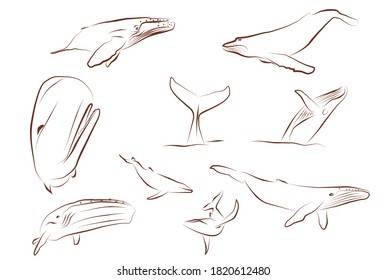 Ilustración de la línea de dibujo de la ballena.