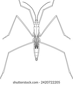 Line drawing insect single item icon water strider