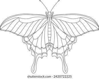 Line drawing insect single