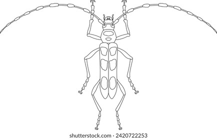 Line drawing insect single item icon Blue-winged beetle