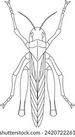 Line drawing insect single