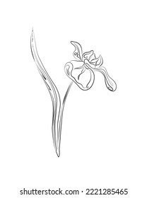 Line drawing iris flower. Plant with leaves one line illustration. Minimalist black sketch prints. Floral sketch.