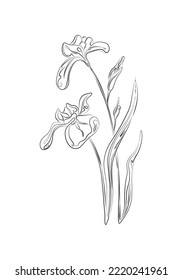 Line drawing irises flower. Plant with leaves one line illustration. 