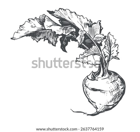 Line drawing of kohlrabi. Vector cabbage in engraving style. Botanical vegetable ink sketch for farm shop design.