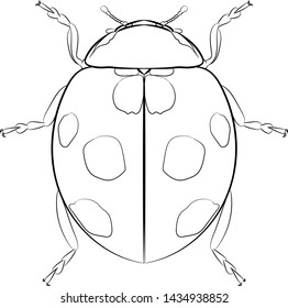 Line drawing ladybug (Coccinellidae). Vector.