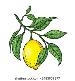 Line drawing of a lemon branch with leaves. Hand Drawn Botanical Illustrations Retro illustration of tropical citrus fruit.