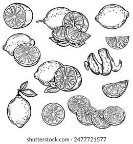 Línea de dibujo limón. Antiguas lime naranja o limón frutas florecen y ramas para la etiqueta de jugo. Vector de tinta negra contorno de alimentos boceto ilustraciones con jugoso pedazo y cáscara de fruta para la salud bebidas frescas