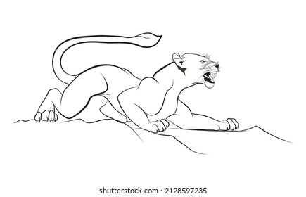 Line drawing of a lioness, Vector illustration of an animal, A predator ready for hunting
