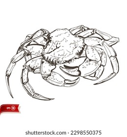 Line drawing live crab isolated on white background. Vector sea food sketch for poster, web design, banner, card, flyer, icon, logo or badge.