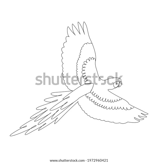 Simple Bird Flying Sky Drawing Sketch Line Work with Realistic