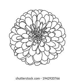 Line drawing of mini chrysanthemum flower isolated on white. Hand drawn sketch. Decorative element for tattoo, greeting card, wedding invitation, coloring book. Vector illustration.