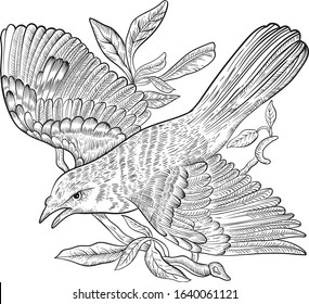 
Line drawing. Nature spring bird on a branch.Falcon antique vector illustration
