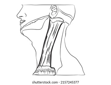 The line drawing of neck muscle.
-The sternocleidomastoid muscle (SCM) is an important landmark in the neck which divides it into an anterior and a posterior triangle. This muscle binds the skull.