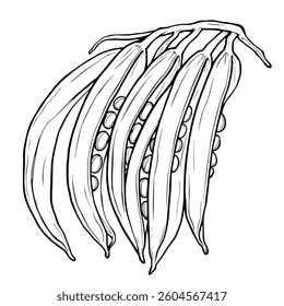 Line Drawing Of Okra Pods Fresh Harvest Bunch