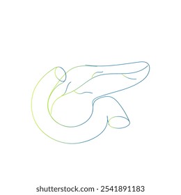 Line drawing of the pancreas illustrating its relationship to the duodenum.  The head, body, and tail of the pancreas are visible in green and blue gradient.
