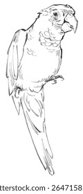 Line drawing of a parrot
