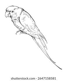 Line drawing of a parrot perched, detailed and realistic depiction.
