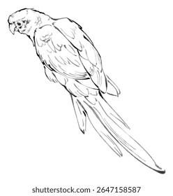 Line drawing of a parrot perched, detailed and realistic depiction.