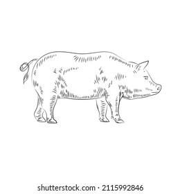 Line drawing of a pig in the form of an engraving, silhouette of a pig retro engraving with an agricultural animal isolated on a white background. Vintage illustration. Vector graphics