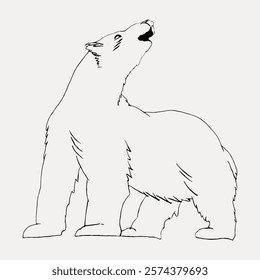 Line drawing of a polar bear standing on hind legs, roaring. Polar bear illustration with simple lines. Polar bear art in black and white. Vintage style art drawing, isolated vector element.