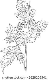 Line drawing of raspberry branch with berries, flowers and leaves. Botanical vintage illustration, perfect for coloring books, packaging and nature-themed design.