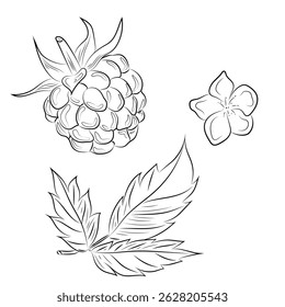 Line drawing of raspberry, flower and raspberry leaf. Botanical vintage illustration, perfect for coloring books, packaging and nature-themed design.