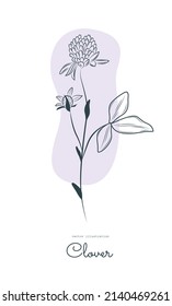 Line drawing of Red clover, Trifolium pratense,engraving style, black and white illustration.