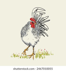 Line drawing rooster, cock, chicken in vintage engraving style hand drawn vector illustration. Poultry farm animal collection.