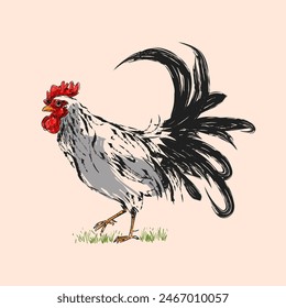 Line drawing rooster, cock, chicken in vintage engraving style hand drawn vector illustration. Poultry farm animal collection.