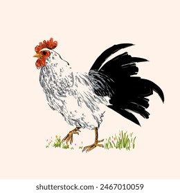 Línea de dibujo gallo, gallo, pollo en estilo de grabado vintage dibujado a mano Ilustración vectorial. Colección de animales de granja avícola.