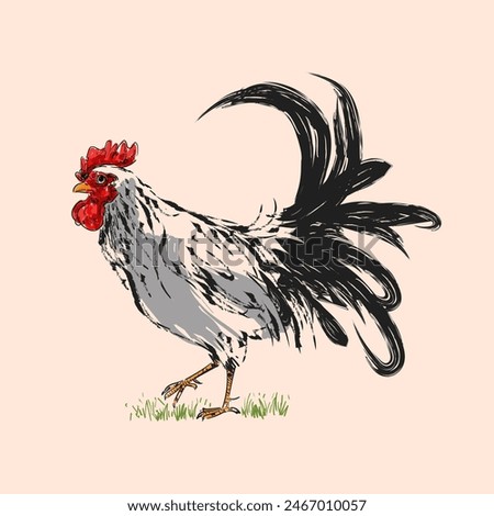 Line drawing rooster, cock, chicken in vintage engraving style hand drawn vector illustration. Poultry farm animal collection.