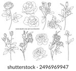  Line drawing rose flowers branch with leaves and buds, hand drawn vector line art illustration