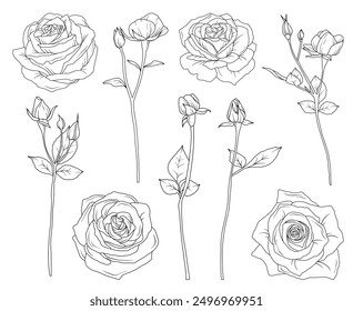  Line drawing rose flowers branch with leaves and buds, hand drawn vector line art illustration