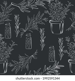 Line drawing of rosemary plant. Vector illustration.