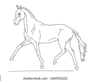 Concept Horse Line Logo Stock Vector (Royalty Free) 1707016777 ...