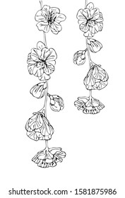 Line drawing of sakura branches on white isolated background. Botanical spring illustration.
