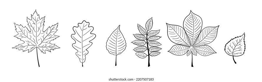 Line Drawing Set Of Plants Black Sketch Isolated on White Background. Simple Leaves One Line Illustration. Minimalist Leaves Set. Vector EPS 10.