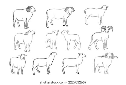 line drawing of sheep Mammal element illustration in simple flat style isolated on white background. vector symbol design from farm collection