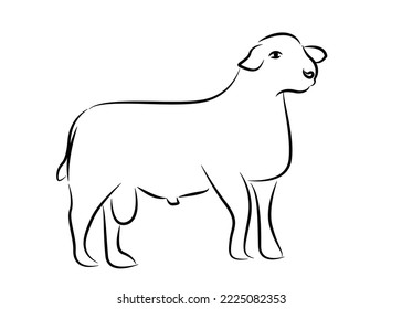 Line drawing of sheep. Vector illustration of sheep for logos at various events.