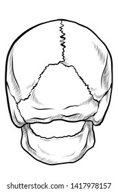 Line drawing skull back view