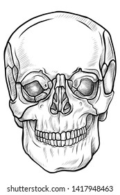 Line Drawing Skull Front View