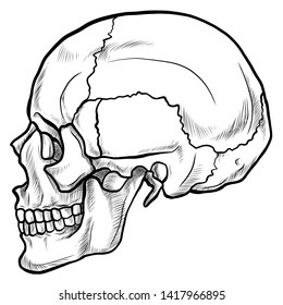 Line drawing skull side view